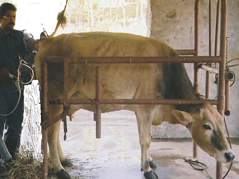 CattleET