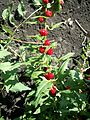 Chenopodium foliosum