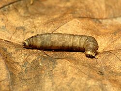 Crane Fly Larva (29146021264).jpg