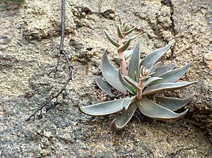 Archivo:Dudleya laceolata 001