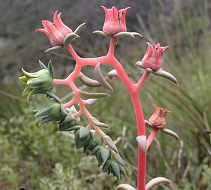 Archivo:Echeveria heterosepala flores