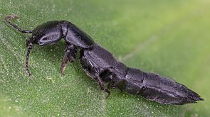 Escarabajo errante (Ocypus olens), Hartelholz, Múnich, Alemania, 2020-06-28, DD 440-475 FS