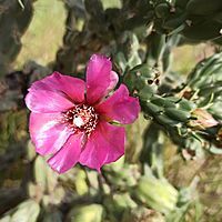 Archivo:Flor de cardenche (Cylindropuntia imbricata)
