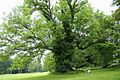 Fraxinus excelsior - Ardenne 1b
