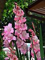 Gladiolus 7-19-06