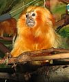Golden Lion Tamarin 001
