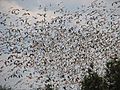 Greater Snow Geese-in flight