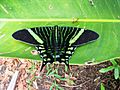 Green page moth (Urania fulgens) (8038962558).jpg
