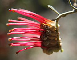 Grevillea aquifolium.jpg