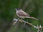 Archivo:Griseotyrannus aurantioatrocristatus Crowned Slaty Flycatcher; Capivara, Santa Fe, Argentina