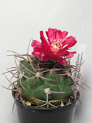 Archivo:Gymnocalycium oenanthemum (1)