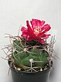 Gymnocalycium oenanthemum (1)