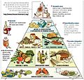 Harvard food pyramid es