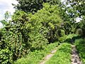 Hecke5