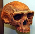 Homo erectus