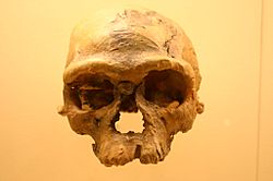 Archivo:Jebel Irhoud 1. Homo Sapiens