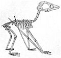 Juvenile Pterodactylus antiquus solnhofen