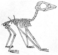 Juvenile Pterodactylus antiquus solnhofen