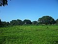 Kuncheilá (Tekal de Venegas), Yucatán (06)