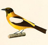 Archivo:Lanio versicolor 1847