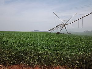 Archivo:Lavoura de feijão (Phaseolus vulgaris) irrigado na Fazenda PCPER Lote 80 Proprietário Ezimar. - panoramio
