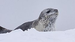 Leopard Seal (18110129948).jpg