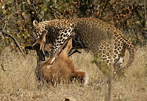 Archivo:Leopard kill - KNP - 001