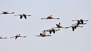Archivo:Lesser Flamingos I3 IMG 9297