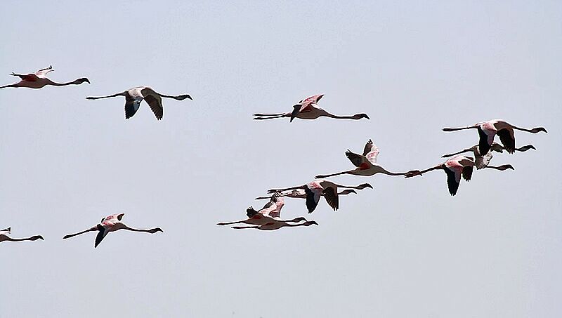 Lesser Flamingos I3 IMG 9297