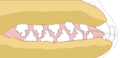 Lobodon carcinophaga teeth