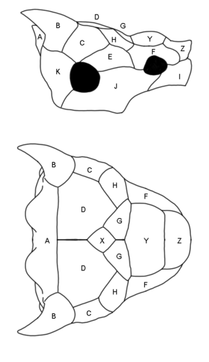 Archivo:Meiolania scales areas