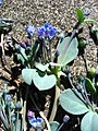 Mertensia maritima upernavik kujalleq 2007-07-25 2