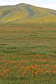 Mojave Wildflowers 2 (919609553)