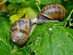 Archivo:Mollusc garden snails 20070712 0113