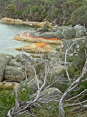 Archivo:North East River, Flinders Is