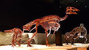 Paleo Hall at HMNS Edmontosaurus.jpg