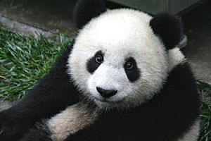 Archivo:Panda Cub from Wolong, Sichuan, China