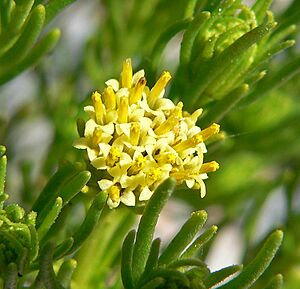 Archivo:Peucephyllum schottii 7