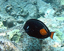 Archivo:Reef0689 - Flickr - NOAA Photo Library