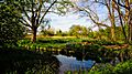 River Wandle in Morden Hall Park