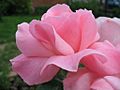 Rosa Queen Elizabeth1ZIXIETTE