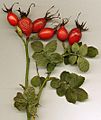 Rosa rubiginosa hips
