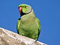 Rose-ringed Parakeet I IMG 9797