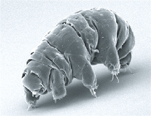 Archivo:SEM image of Milnesium tardigradum in active state - journal.pone.0045682.g001-2