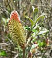 Salix delnortensis 3