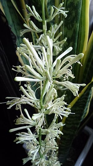 Archivo:Sansevieria trifasciata flower 1