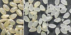 Archivo:Stages of rice milling