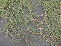 Starr-120608-7264-Cynodon nlemfuensis-runners-Ulupalakua Ranch-Maui (25145152995)