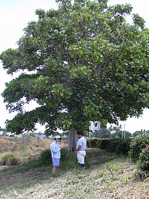Archivo:Starr 030530-0024 Erythrina variegata