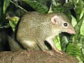 Stavenn Tupaia glis 00